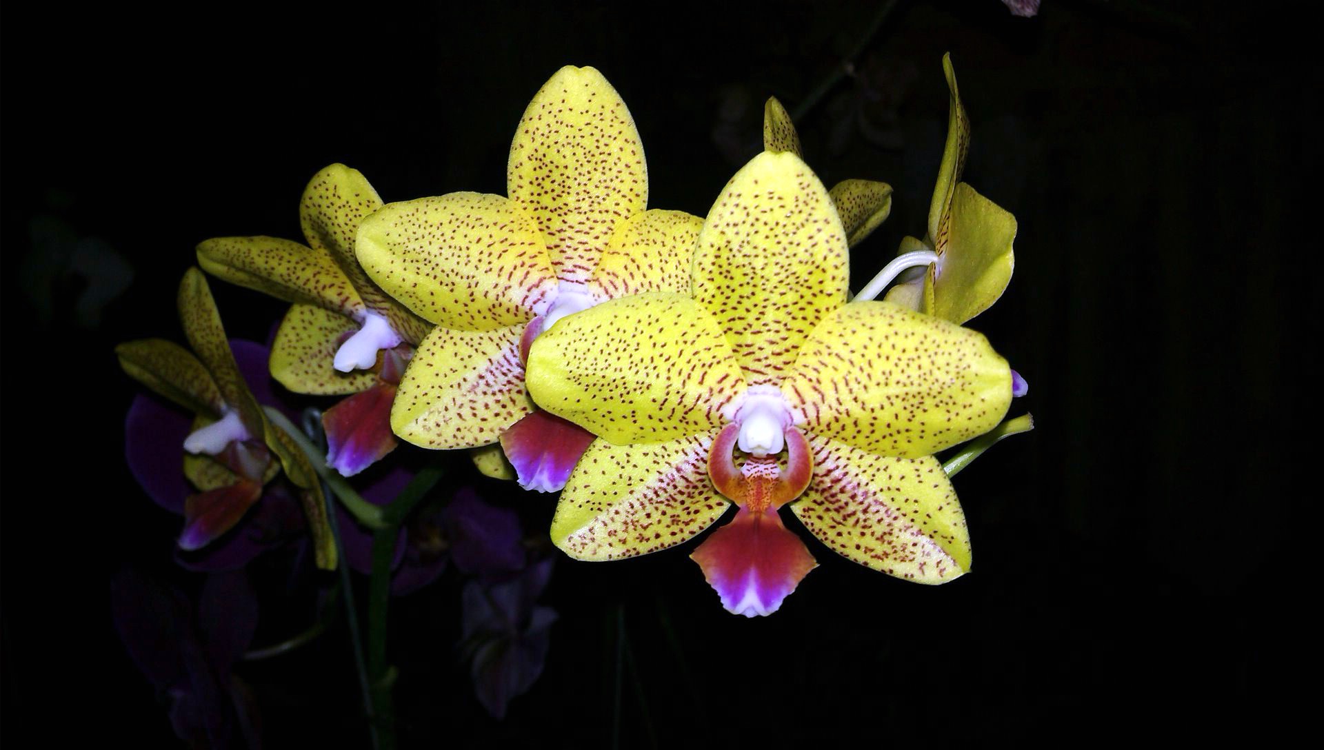 Орхидея Алдан